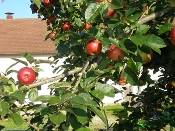 Bild_Apfelbaum