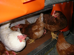 Bild:Hühner am Nest