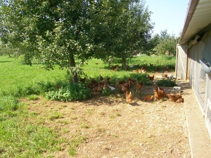 Bild:Sommerwiesenauslauf